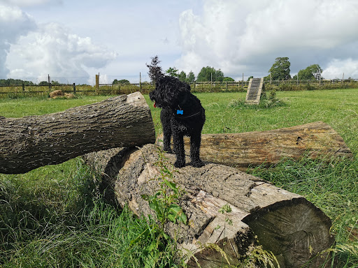 The Canine Fitness Centre (Petersfield) | Hydrotherapy & Physiotherapy for Dogs - Thumbnail