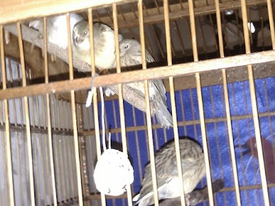 Photos of Canary-27