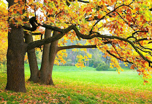 Photo n°1 de Michel Bois SARL à Villeneuve-la-Guyard (Service d'élagage)