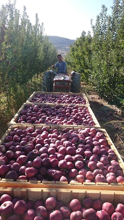 Kiriş tarım