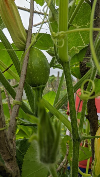 West Side Community Gardens