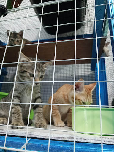 Kucing Kampung House