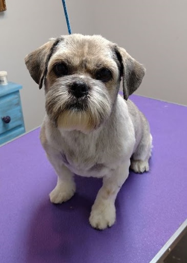 Dirty Dog Rehab Pet Salon & Spa
