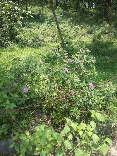 Photos of Chompatali Playground