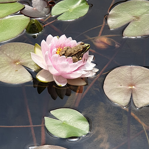 Photo de Aquatique de la Moine à Saint-Crespin-sur-Moine (49230)