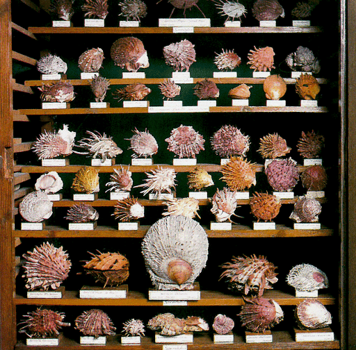 Musée Henri Dupuis - Thumbnail