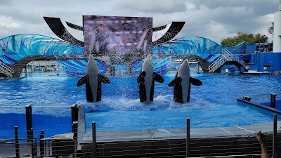 Orca Encounter