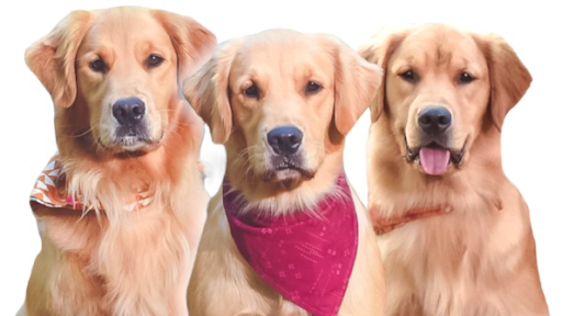 Platinum Golden Retrievers - Thumbnail