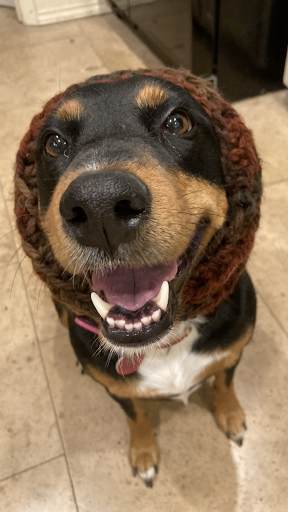 Art of the Pet, LLC. - United States