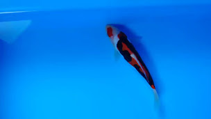 Photo n°18 de MCarpe Koi and co. à Mégange (Fournisseur de poissons en bassin)