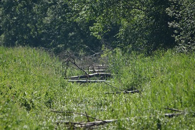 Photos of Ilmatsalu-K&auml;revere trail
