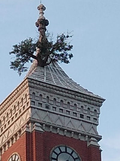 Tree Growing from Courthouse