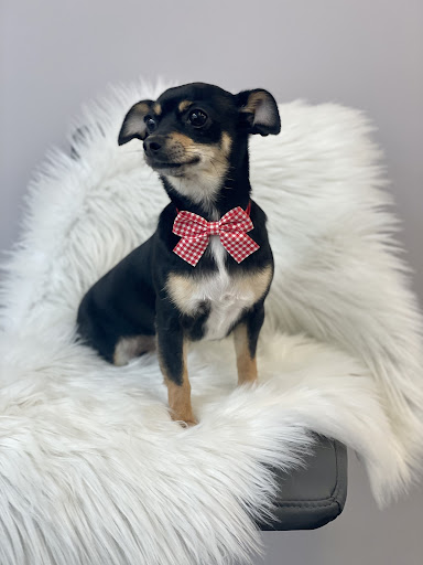 Barkingdales Pet Spa - Thumbnail