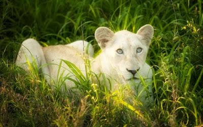 Photos of Tanda Tula Safari Camp