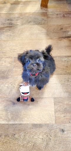 Saras Pampered Paws Gallery - United States