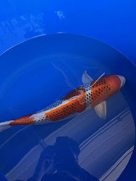 Photo n°9 de Koi addict à Rimling (Fournisseur de poissons en bassin)