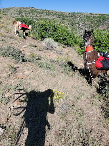 Wasatch Front Llamas - Thumbnail