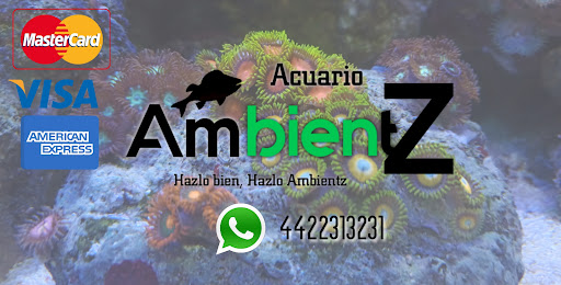 Acuario Ambientz - Thumbnail