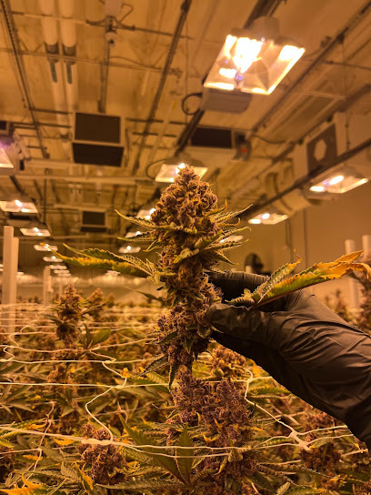 Cloud Cannabis Weed Dispensary Kalamazoo — photo 1