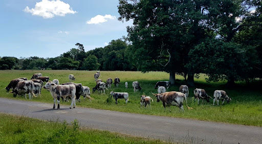 Knepp Park - Thumbnail
