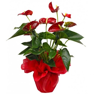 florist