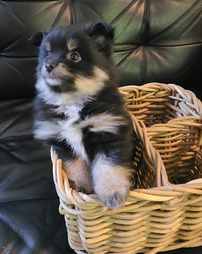 Bella Luna Pomeranians