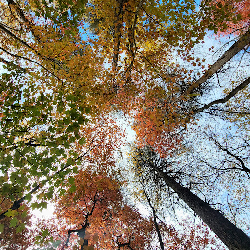 Bearden Falls - Visual