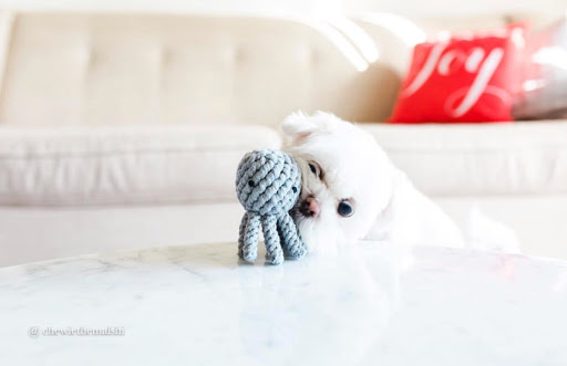 Barkholic - Visual