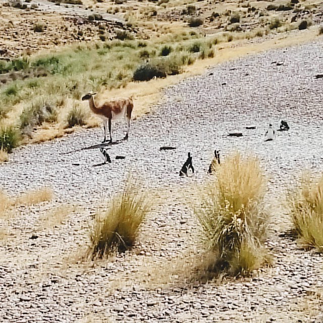 Punta Tombo