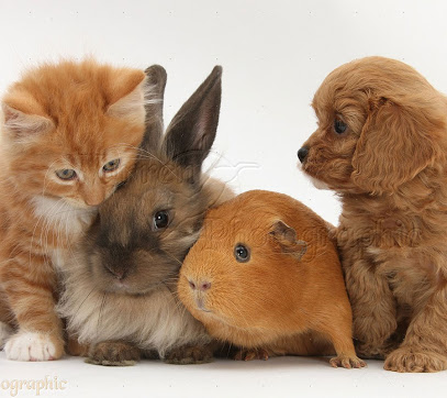 Centro Médico Veterinario Gavet - Thumbnail