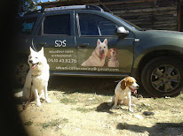 sds education canine à Primarette