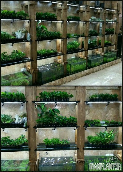 Photos of IranPlant Store