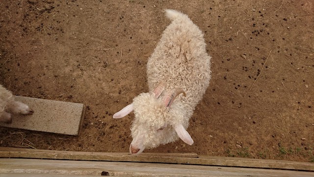 Ferme Zoo