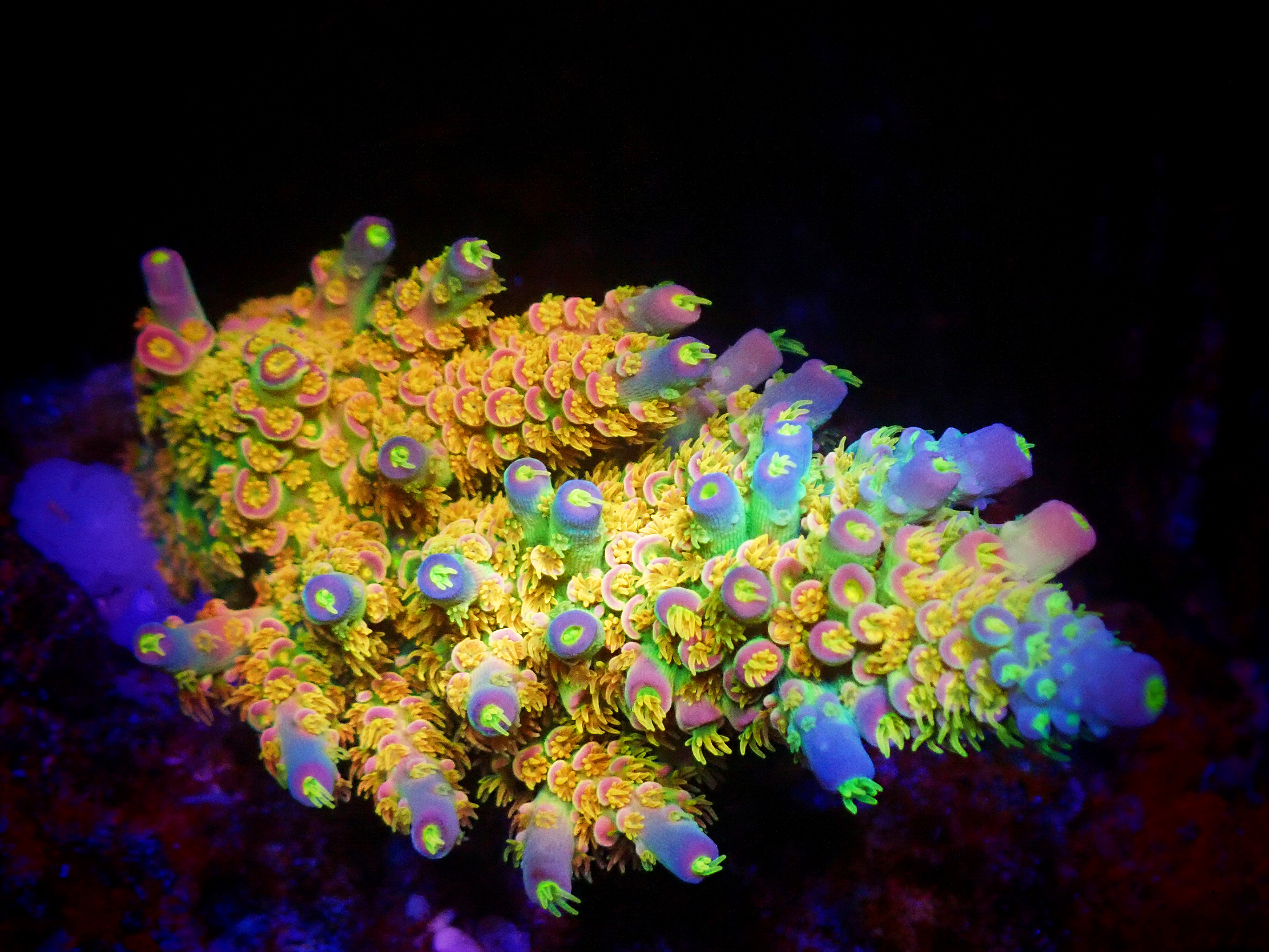 Atlanta Aquarium
