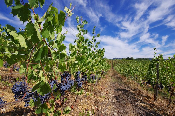 Badia a Coltibuono by null