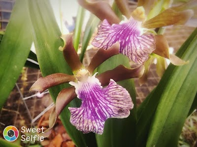 Photos of Orquideas Tuly
