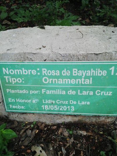 Photos of Forest of Life