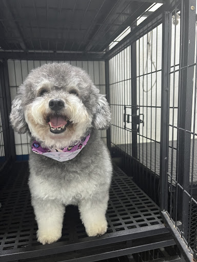 KUKUL CAN'S SERVICIOS VETERINARIOS