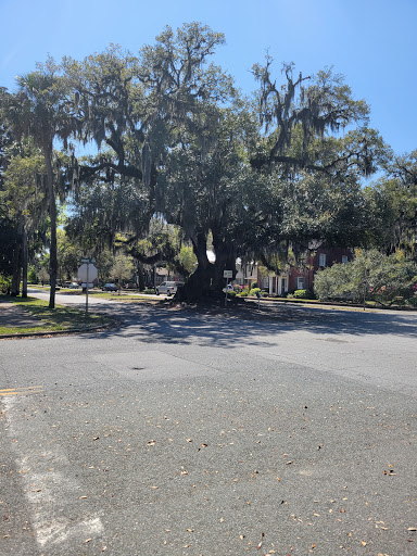 Lover's Oak - Visual