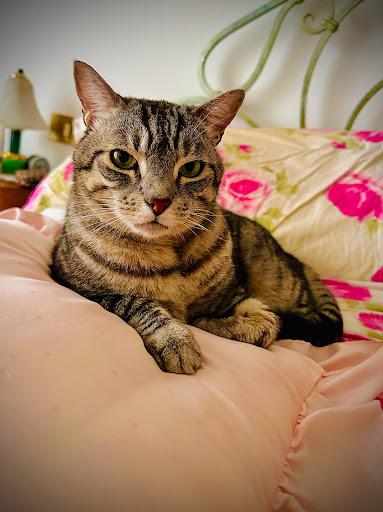 Ambulatorio Veterinario Dott.Ssa Dalia Donini - Thumbnail