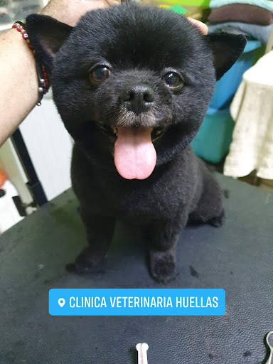 Clinica Veterinaria HUELLAS