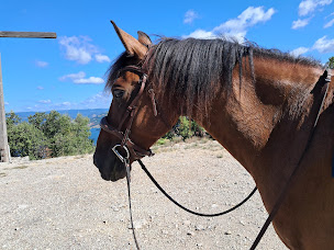 Photo n°18 de Centre Equestre La Croupade à Clermont-l'Hérault (Centre équestre)