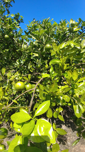 Osceola Organic Family Farm - Thumbnail