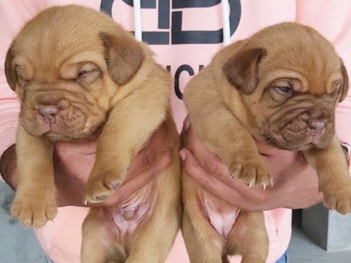 🐕 France Mastiff male puppy available in indore . post image