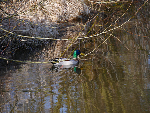 Tümpel von Bergham - Thumbnail
