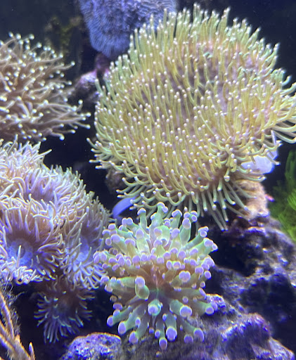 Ultimate Corals - Visual