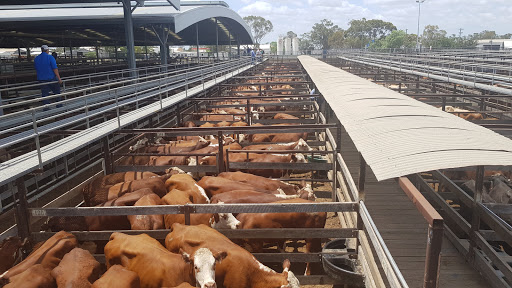 Dalby Saleyards - Visual