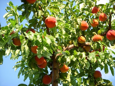 Chiles Peach Orchard and Farm Market