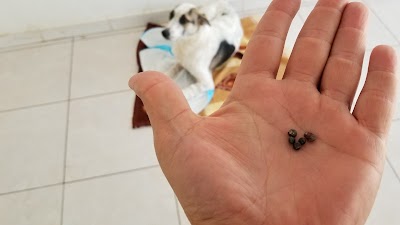 Photos of Healthy Pet Veterinary Clinic