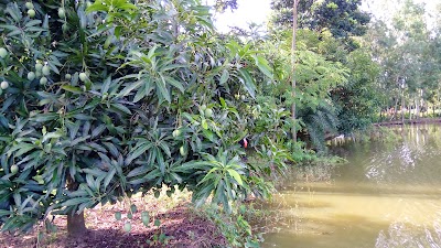 Photos of Babul Mango Tree Garden